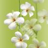 53P 2093-3.jpg class=